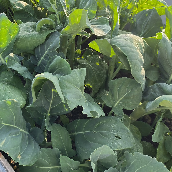 'Nongyan Yellow Flower' Chinese Kale Seeds, 20g