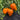308 Orange Strawberry Tomato, 5 Seeds
