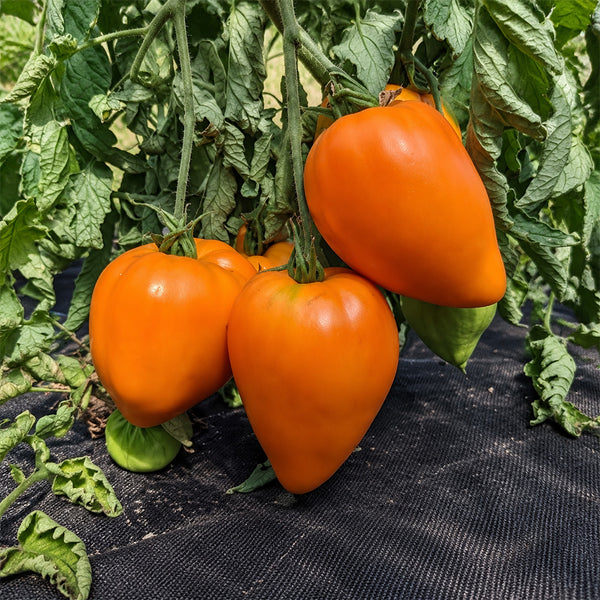308 Orange Strawberry Tomato, 5 Seeds
