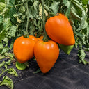 308 Orange Strawberry Tomato, 5 Seeds