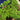 French Parsley Seeds, 2g
