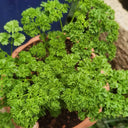French Parsley Seeds, 2g