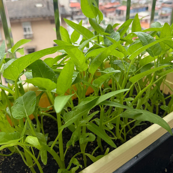 Trident Water Spinach Seeds, 20g
