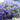 Blue-Purple Lobelia, 1g