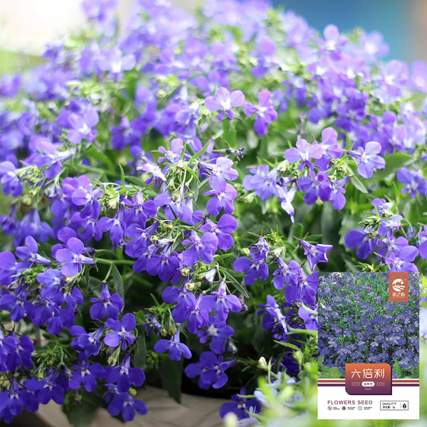 Blue-Purple Lobelia, 1g