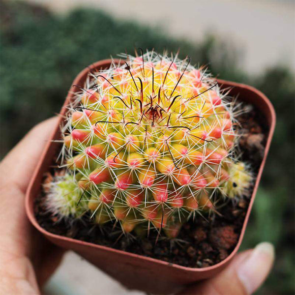 Mammillaria jaliscana f. variegata 'Hongnawan', 3-4cm