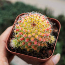 Mammillaria jaliscana f. variegata 'Hongnawan', 3-4cm