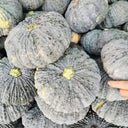 Thai 'Gold Coin' Pumpkin Seeds, 10 Seeds