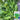 Lvyou No.12 Youcaitai Seeds, 10g