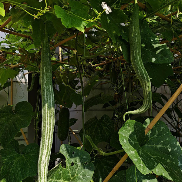 Argentina Snake Gourd, 10 Seeds