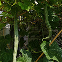 Argentina Snake Gourd, 10 Seeds