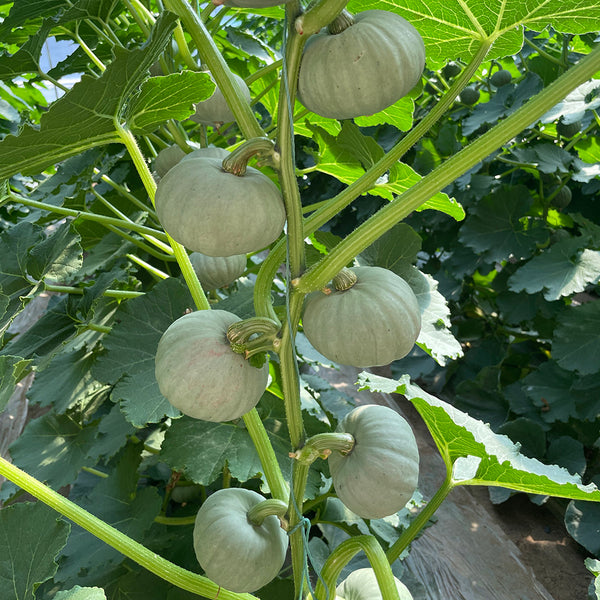 Silver Baby Chestnut Pumpkin, 6 Seeds
