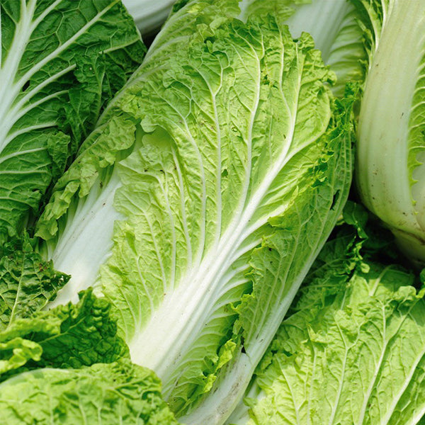 'Jiaoshu Autumn-King' Chinese Cabbage Seeds, 10g