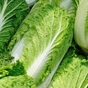 'Jiaoshu Autumn-King' Chinese Cabbage Seeds, 10g