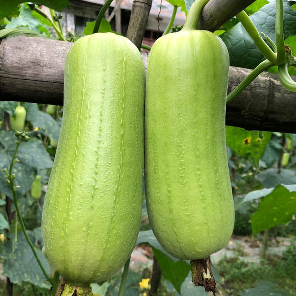 'Xiangyubai' Luffa Seeds, 10g
