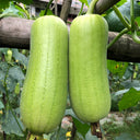 'Xiangyubai' Luffa Seeds, 10g