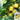Yellow Bell Pepper Seeds, 20 Seeds