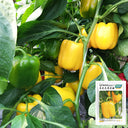 Yellow Bell Pepper Seeds, 20 Seeds