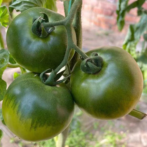 'Strawberry' Tomato Seeds, 20 Seeds