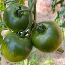 'Strawberry' Tomato Seeds, 20 Seeds