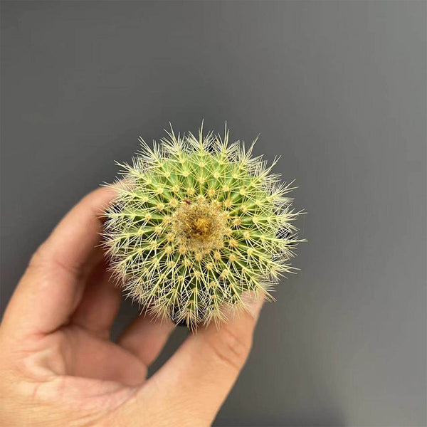 Parodia schumanniana, 4-5cm