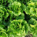 'Lvmei' Italian Leaf Lettuce Seeds, 10g
