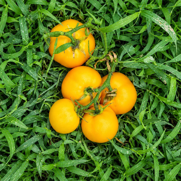 57 Utyonok Dwarf Tomato, 5 Seeds