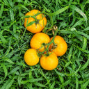 57 Utyonok Dwarf Tomato, 5 Seeds