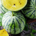 'Kylin Ice Cream' Watermelon Seeds