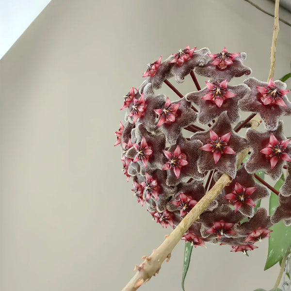 Hoya pubicalyx 'Red Button', 2 Cuttings