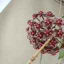 Hoya pubicalyx 'Red Button', 2 Cuttings