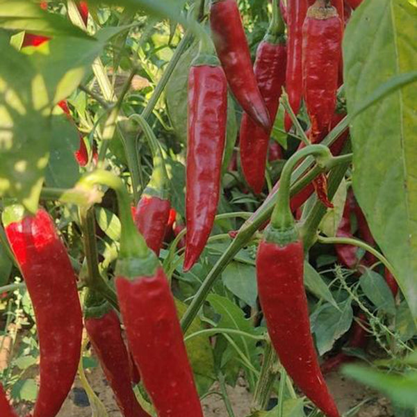 Extra Spicy 'La Mei Zi' Pepper Seeds, 1g
