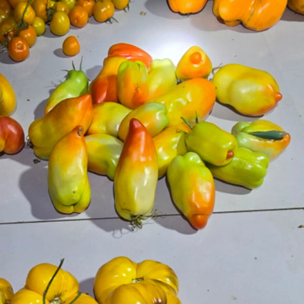 762 Chipmunk F5 Tomato, 5 Seeds