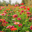 He Zhi Chun Zinnia elegans Seeds, 5g