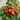 Dwarf Compact Red Cherry Tomato, 100 Seeds