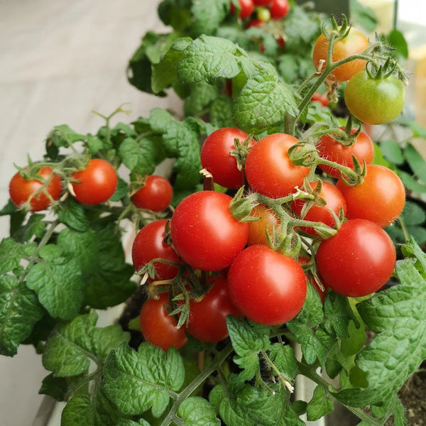 Dwarf Compact Red Cherry Tomato, 100 Seeds