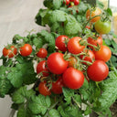 Dwarf Compact Red Cherry Tomato, 100 Seeds