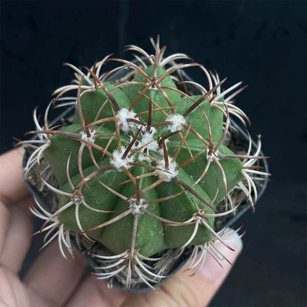 Melocactus matanzanus, 3-4cm