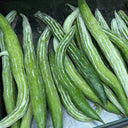 Argentina Snake Gourd, 10 Seeds
