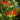 Mixed Color Gloriosa Lily, 2 Bulbs (Random Color)