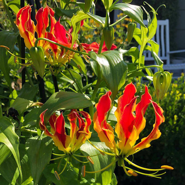 Mixed Color Gloriosa Lily, 2 Bulbs (Random Color)