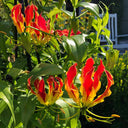 Mixed Color Gloriosa Lily, 2 Bulbs (Random Color)
