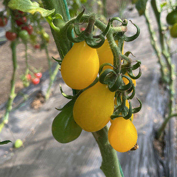 Yellow Pear Cherry Tomato Seeds, 2g