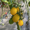 Yellow Pear Cherry Tomato Seeds, 2g