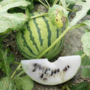 Snow Pear White Watermelon Seeds, 10g