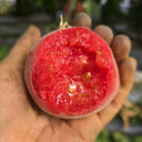 954 Suede Heart Fuzzy Tomato, 5 Seeds
