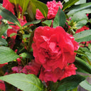 Red Garden Balsam Double Flower Seeds