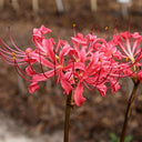 Rose Lycoris, 1 Bulb