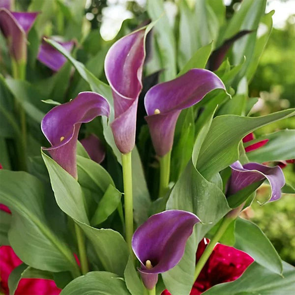 'Paco' Calla Lily, 18/20cm Circumference, 1 Bulb