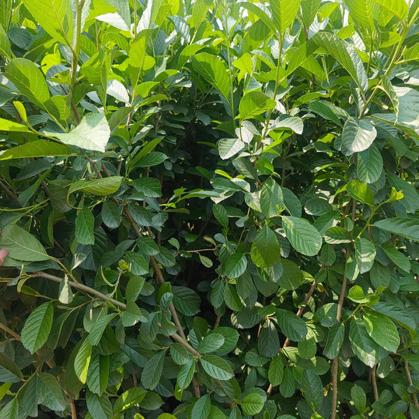 Alnus delavayi, 500 Seeds